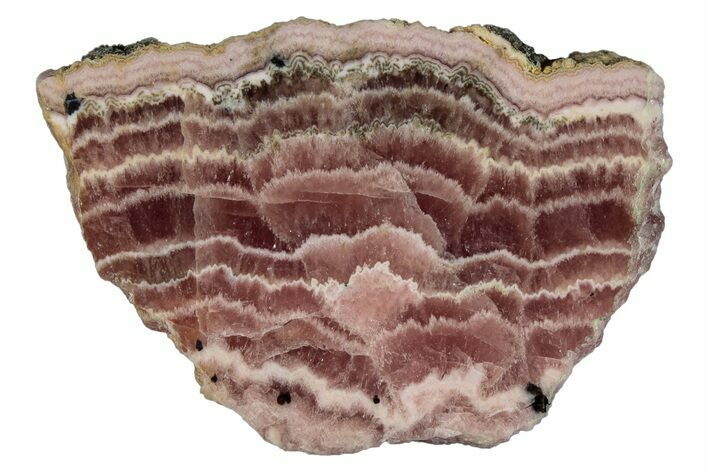 Polished Banded Rhodochrosite Section - Argentina #281809